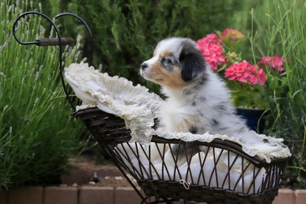 750 Australian shepherd Stock Pictures, Editorial Images and Stock ...