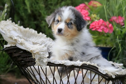 750 Australian shepherd Stock Pictures, Editorial Images and Stock ...