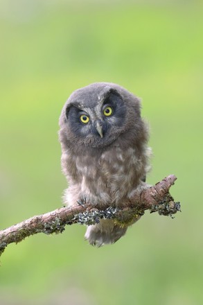 250 Earless owls Stock Pictures, Editorial Images and Stock Photos ...