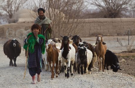 Afghan Refugees animal herds