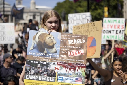 Activist Seen Holding Placard Supporting Animal Editorial Stock Photo ...