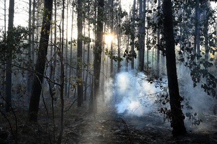 Embers Smoke Forest Burned By Passage Editorial Stock Photo - Stock ...