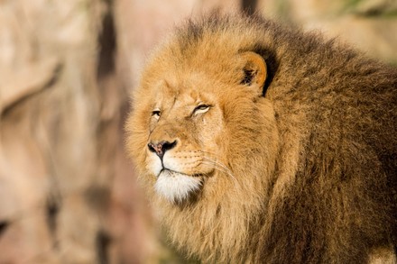 African lion  ZooParc de Beauval