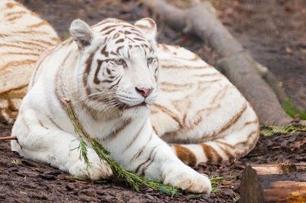 White Tiger Tigres Blancs Zooparc Beauval Editorial Stock Photo - Stock ...