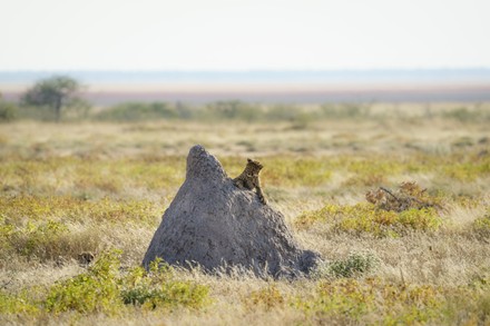 2,000 (acinonyx Stock Pictures, Editorial Images and Stock Photos ...
