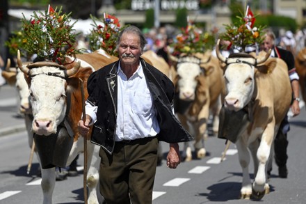 250 Cow parade Stock Pictures, Editorial Images and Stock Photos ...