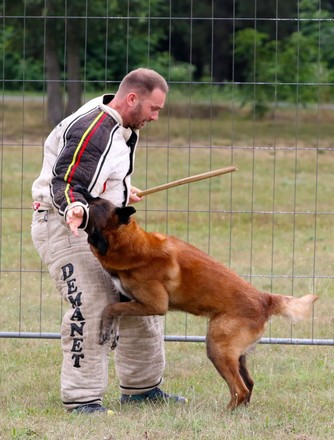 750 Teams of dogs Stock Pictures, Editorial Images and Stock Photos ...