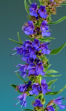 Flower Hyssop Hysopus Officinalis Medicinal Plant Editorial Stock Photo Stock Image Shutterstock