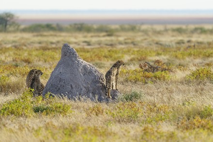 2,000 (acinonyx Stock Pictures, Editorial Images and Stock Photos ...