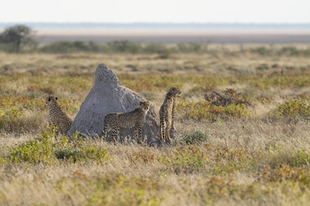 2,000 (acinonyx Stock Pictures, Editorial Images and Stock Photos ...