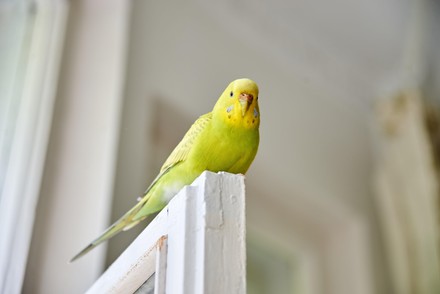 250 Budgies Stock Pictures, Editorial Images and Stock Photos ...
