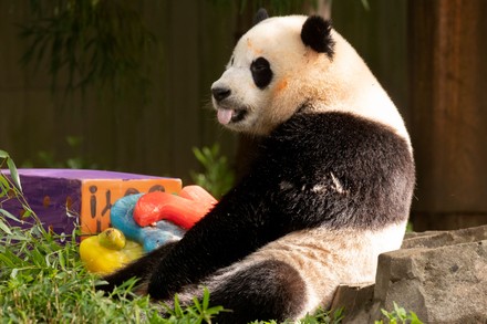 Giant Panda Cub Xiao Qi Ji Editorial Stock Photo - Stock Image ...