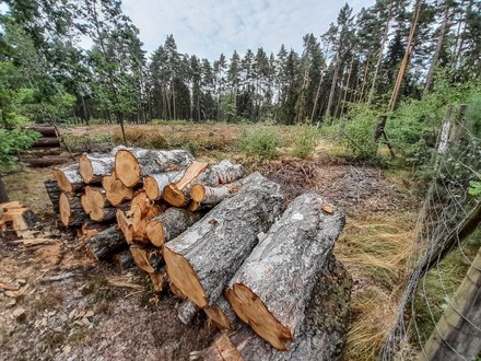 47 Mass deforestation Stock Pictures, Editorial Images and Stock Photos ...