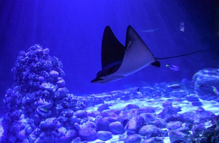 Two Ocellated Eagle Ray Aetobatus Ocellatus Editorial Stock Photo ...