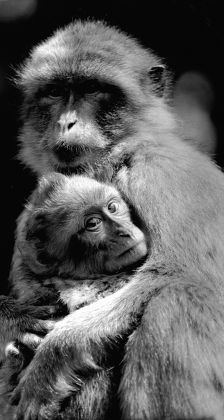 Baby Barbary Ape Born Norfolk Wildlife Editorial Stock Photo - Stock ...