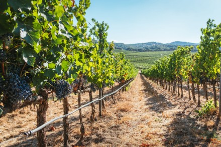 Grapes Hanging Vines Capichera Winery Sardinia Editorial Stock Photo ...