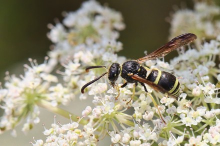 22 Mason wasp Stock Pictures, Editorial Images and Stock Photos ...