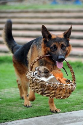 Dog carrying puppy in basket sale