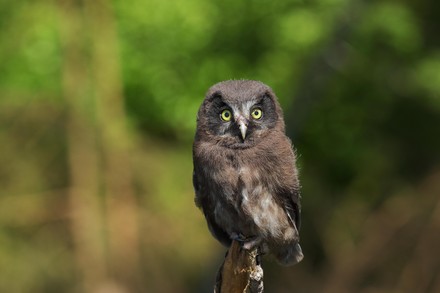 750 Earless owl Stock Pictures, Editorial Images and Stock Photos ...