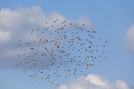 1,000 Groups of birds Stock Pictures, Editorial Images and Stock Photos ...