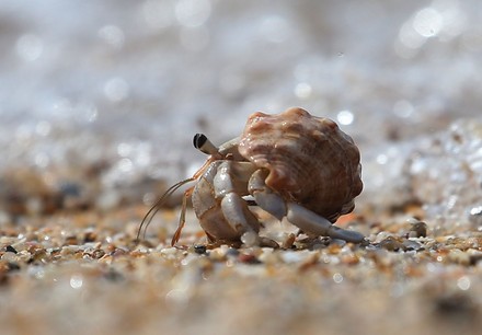 Hermit Crabs In Sri Lanka, Galle - 28 Aug 2022 Stock Pictures ...