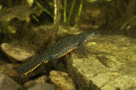 40 Alpine salamanders Stock Pictures, Editorial Images and Stock Photos ...