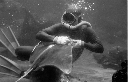 44 Marineland of the pacific Stock Pictures, Editorial Images and Stock ...