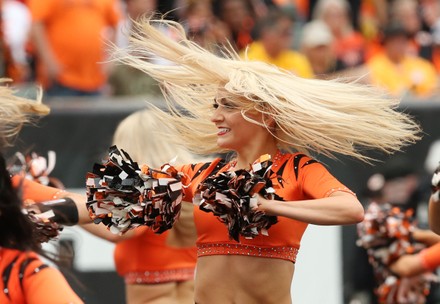 Cincinnati Bengals Cheerleaders Cheer Their Team Editorial Stock Photo - Stock Image Shutterstock