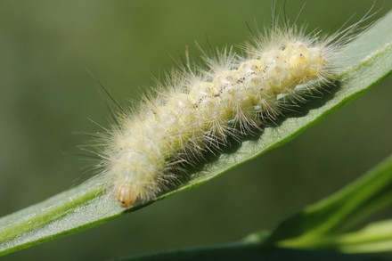 Yellow Woolly Bear Caterpillar Spilosoma Virginica Editorial Stock ...