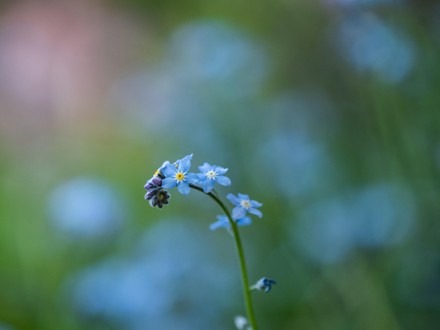 Wood Forgetmenot Myosotis Sylvatica Leoben Styria Editorial Stock Photo