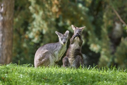 750 Marsupial mammals Stock Pictures, Editorial Images and Stock Photos