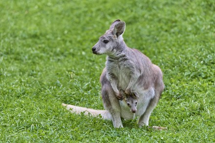 750 Marsupial mammals Stock Pictures, Editorial Images and Stock Photos