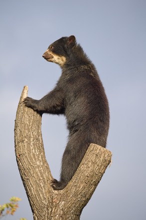 Sun Bear Helarctos Malayanus Stands On Editorial Stock Photo - Stock