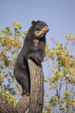 Sun Bear Helarctos Malayanus Stands On Editorial Stock Photo - Stock