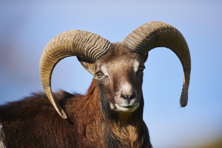 European Mouflon Ovis Aries Musimon Ram Editorial Stock Photo Stock