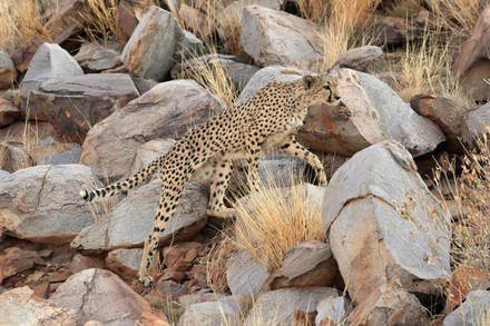 750 Savannah cat Stock Pictures, Editorial Images and Stock Photos ...