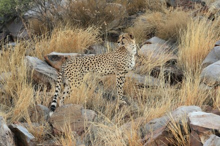 750 Savannah cat Stock Pictures, Editorial Images and Stock Photos ...