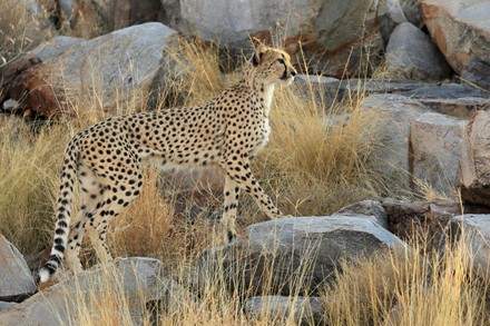 750 Savannah cat Stock Pictures, Editorial Images and Stock Photos ...