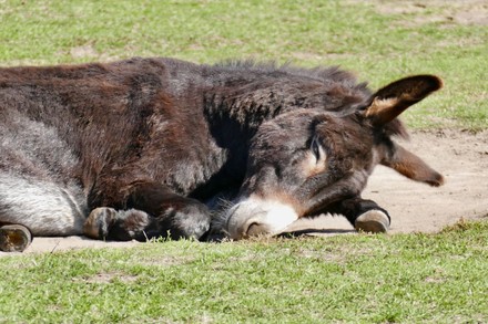 One Happy Donkey Enjoys Dirt Roll Editorial Stock Photo - Stock Image 