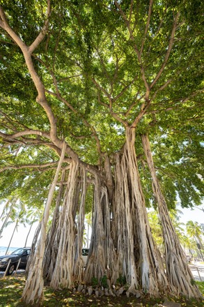 Banyan Fig Banyan Tree Waikiki Beach Editorial Stock Photo - Stock ...