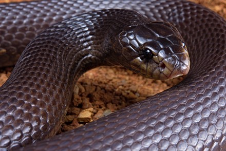 7 Desert Black Snakes Stock Pictures, Editorial Images And Stock Photos 