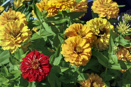 250 Ginnia Stock Pictures, Editorial Images and Stock Photos | Shutterstock