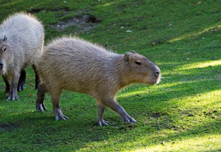 Capybara Hydrochoerus Hydrochaeris Seen Grazing Zoo Editorial Stock ...