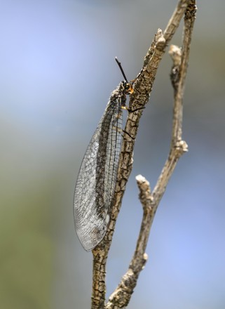 57 Neuroptera Stock Pictures, Editorial Images and Stock Photos ...