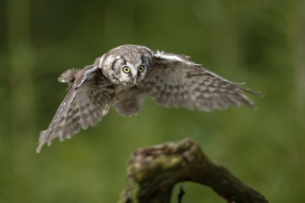 750 Earless owl Stock Pictures, Editorial Images and Stock Photos ...