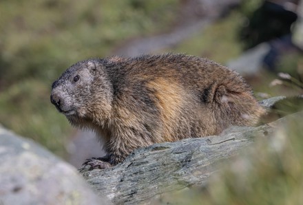 Marmots Marmota Keeps Watch On Stone Editorial Stock Photo - Stock ...