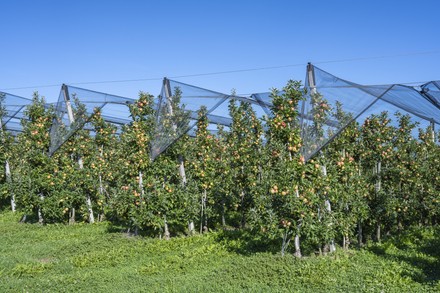 500 Apple Orchards Stock Pictures, Editorial Images And Stock Photos 