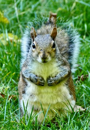 Grey Squirrels Forage Food Fatten Winter Editorial Stock Photo - Stock