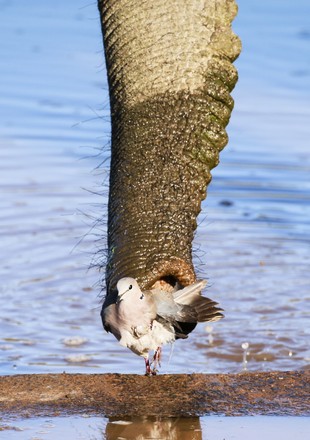 Getting Sucked Dove Has Feathers Vacuumed Editorial Stock Photo - Stock