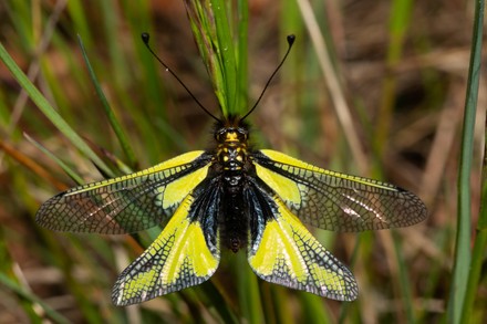57 Neuroptera Stock Pictures, Editorial Images and Stock Photos ...